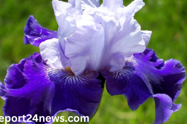 iris flower