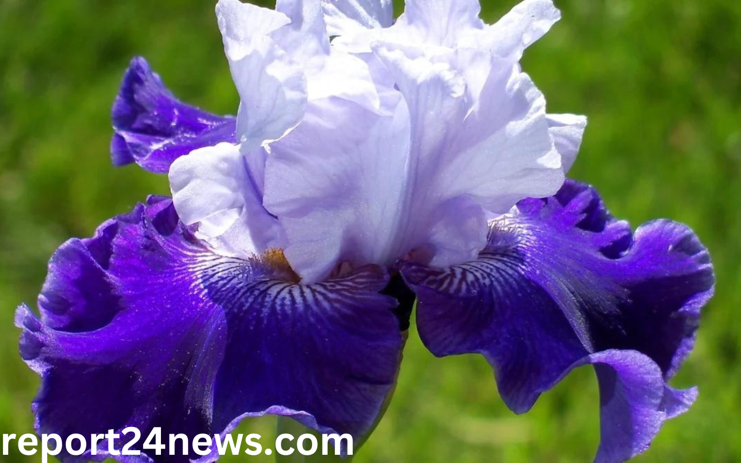 iris flower